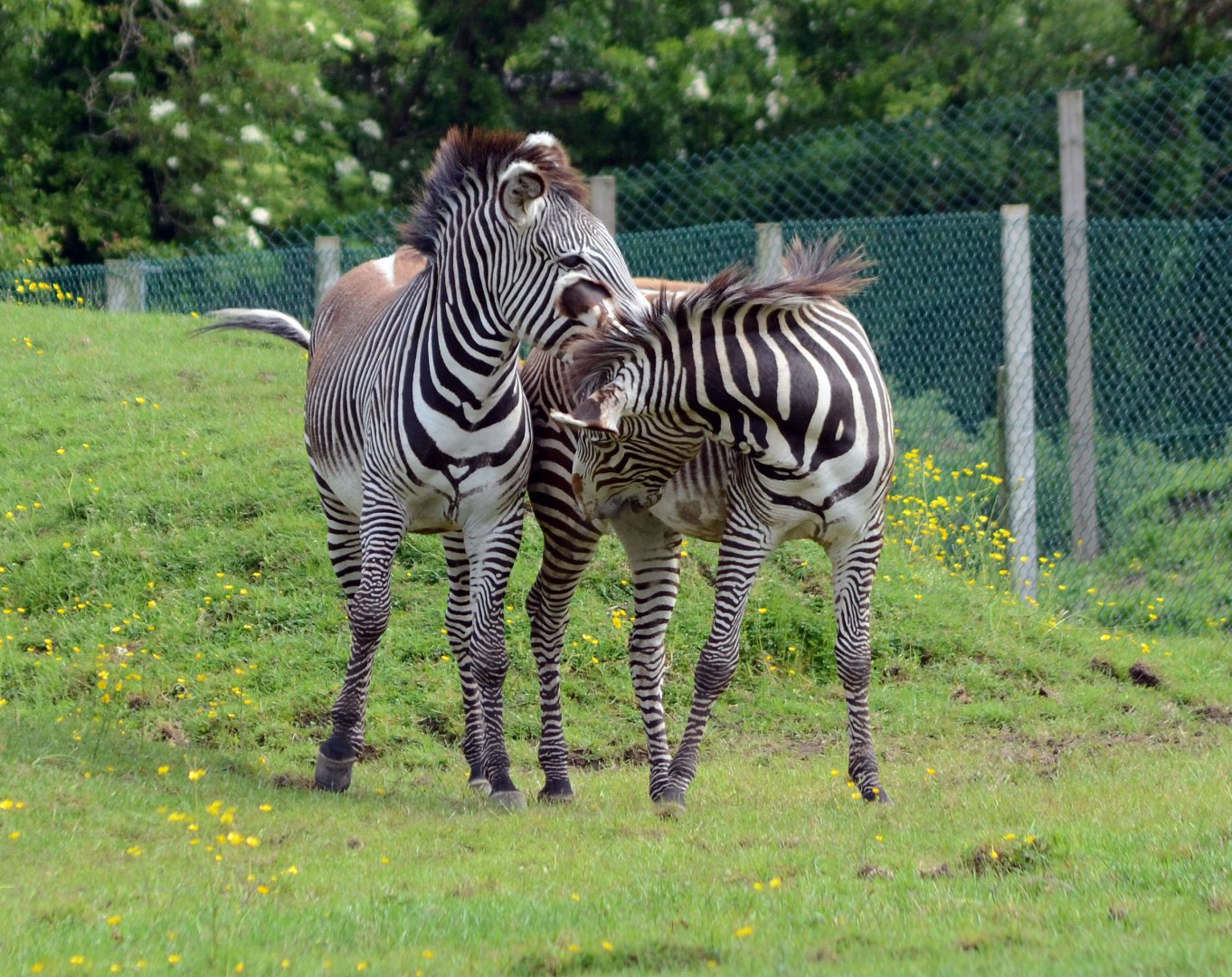 Grevy's Zebra