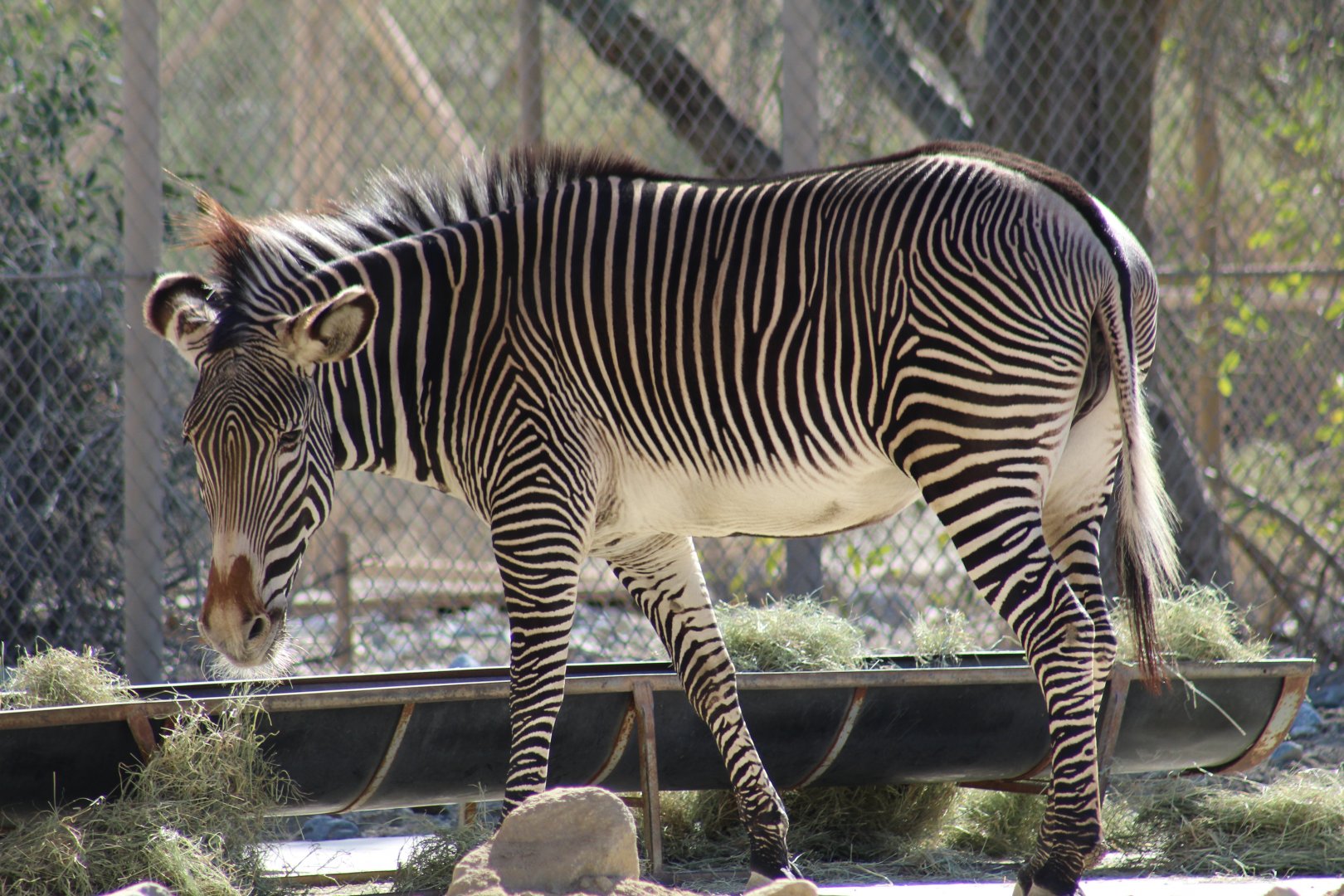 Grévy's Zebra
