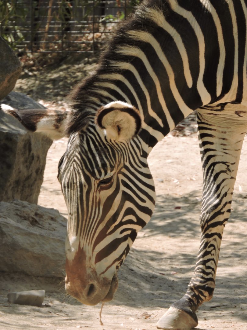 Grevy's Zebra