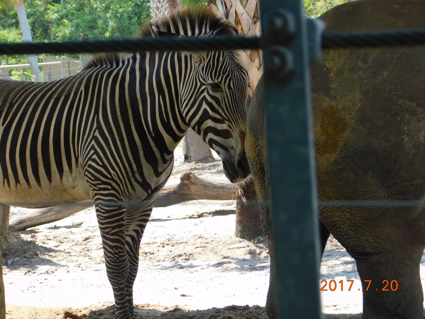 Grevy's Zebra