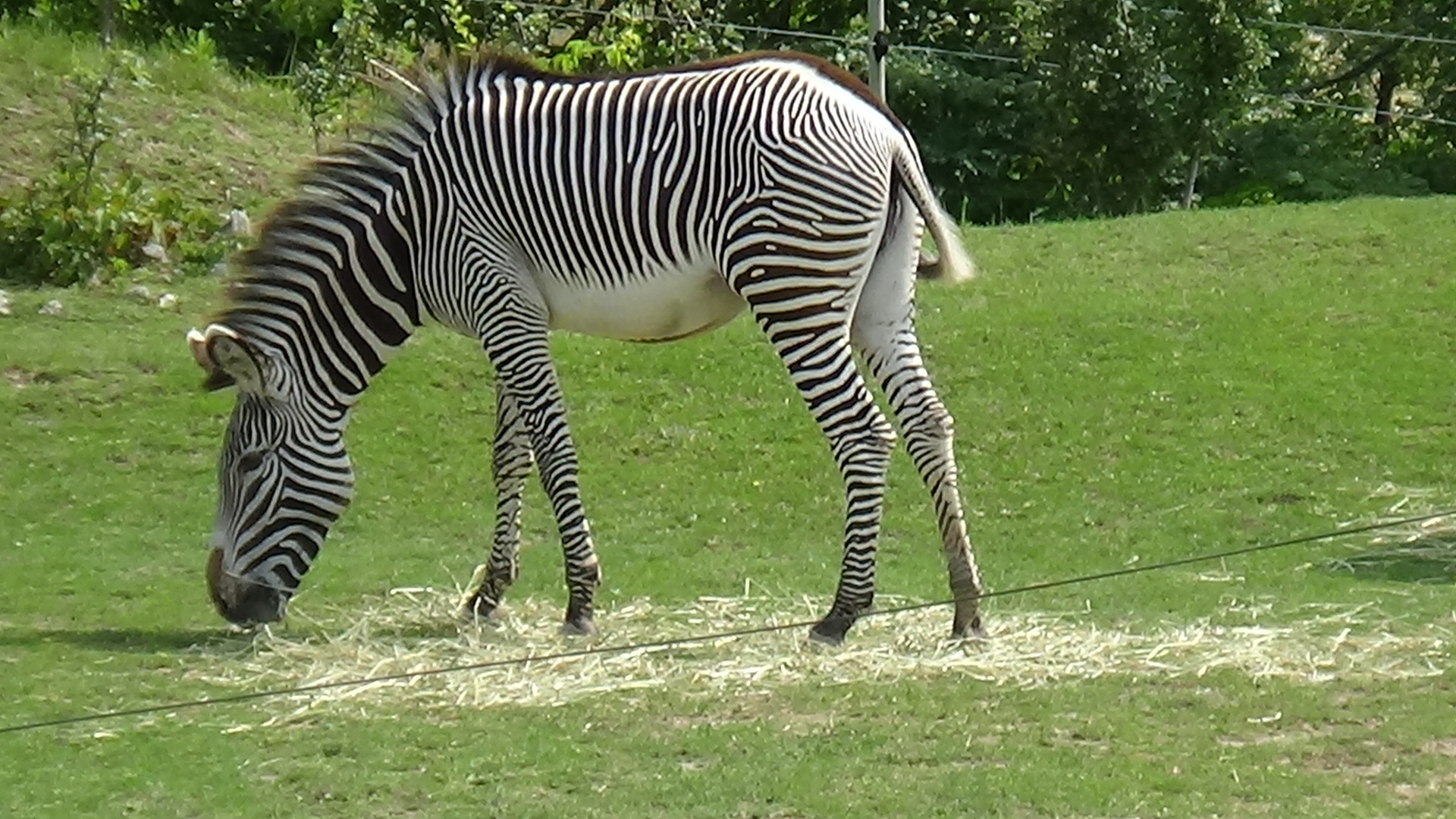 Grevy's zebra