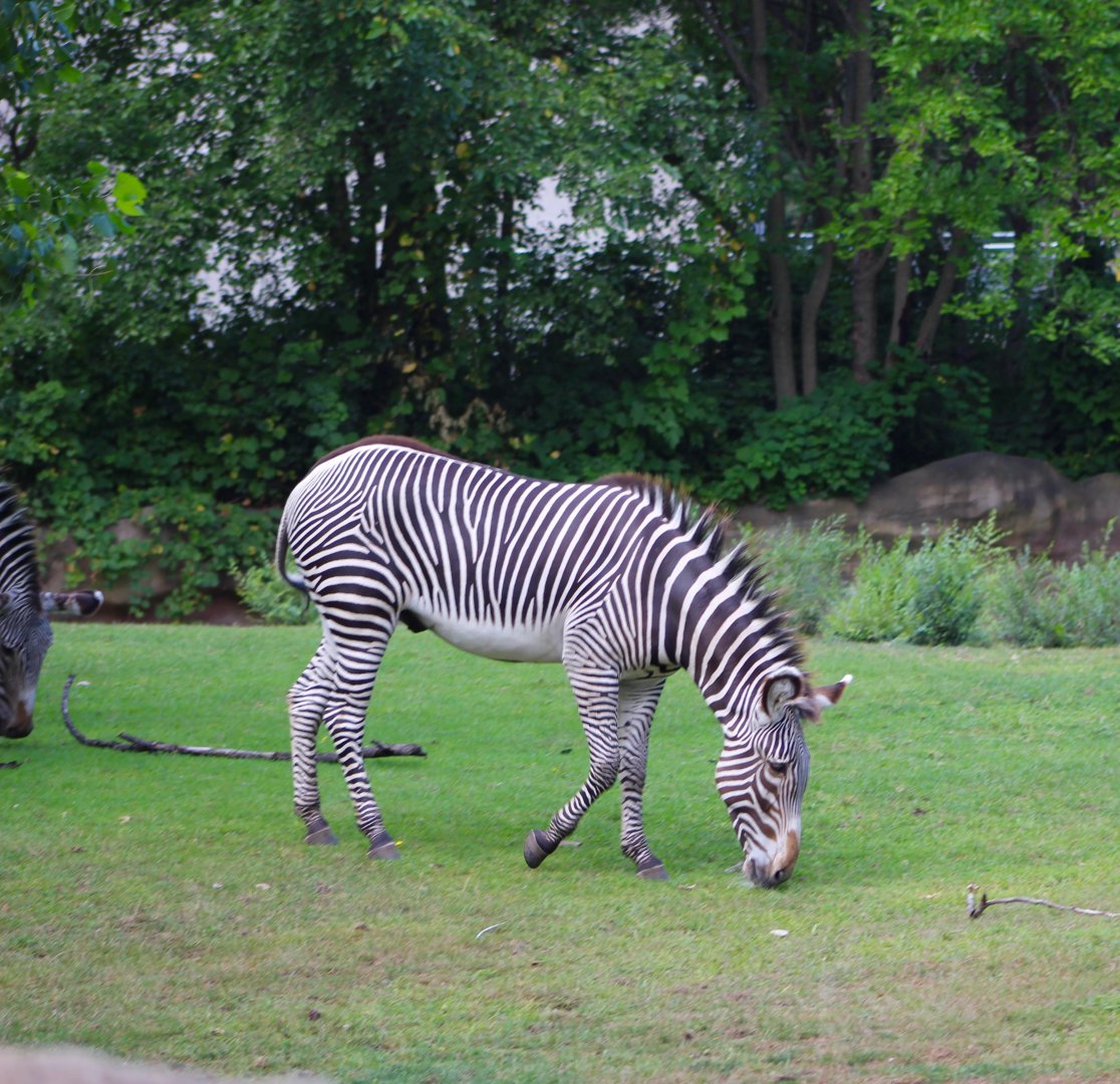 Grevy's Zebra