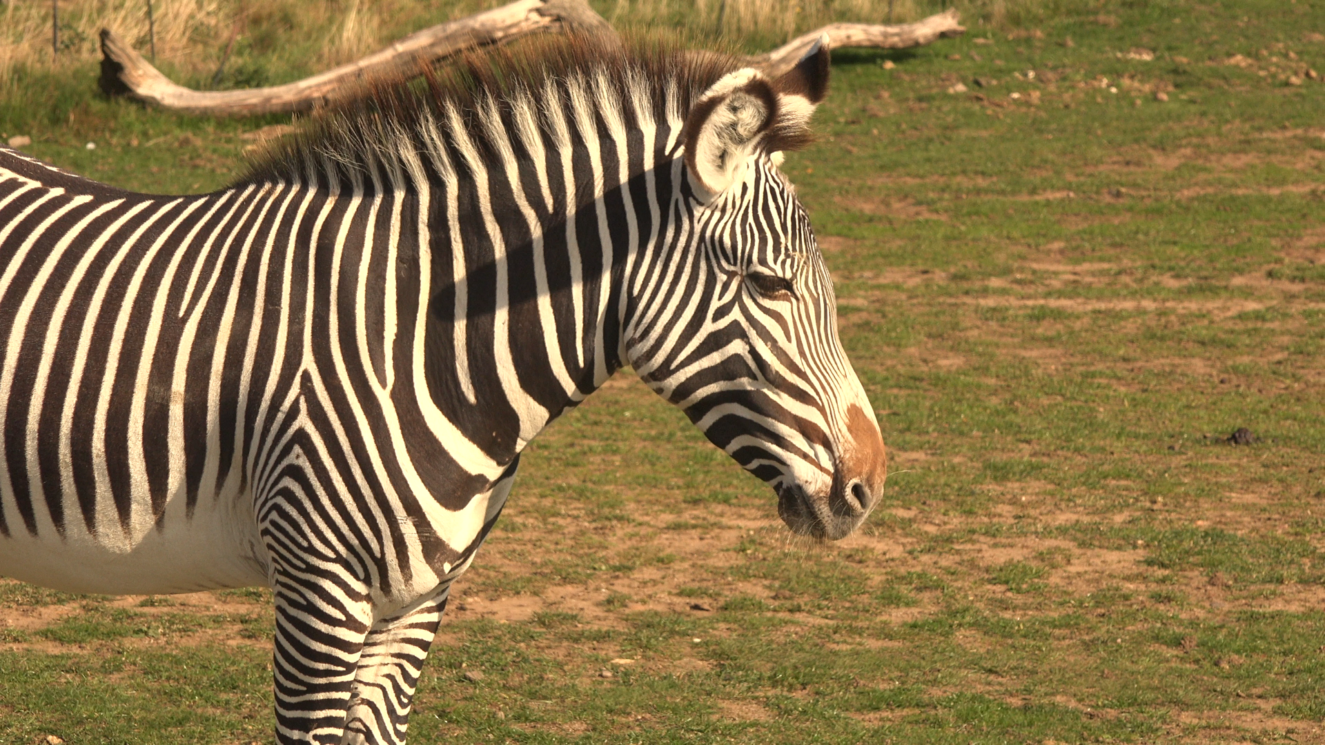 Grevy's Zebra