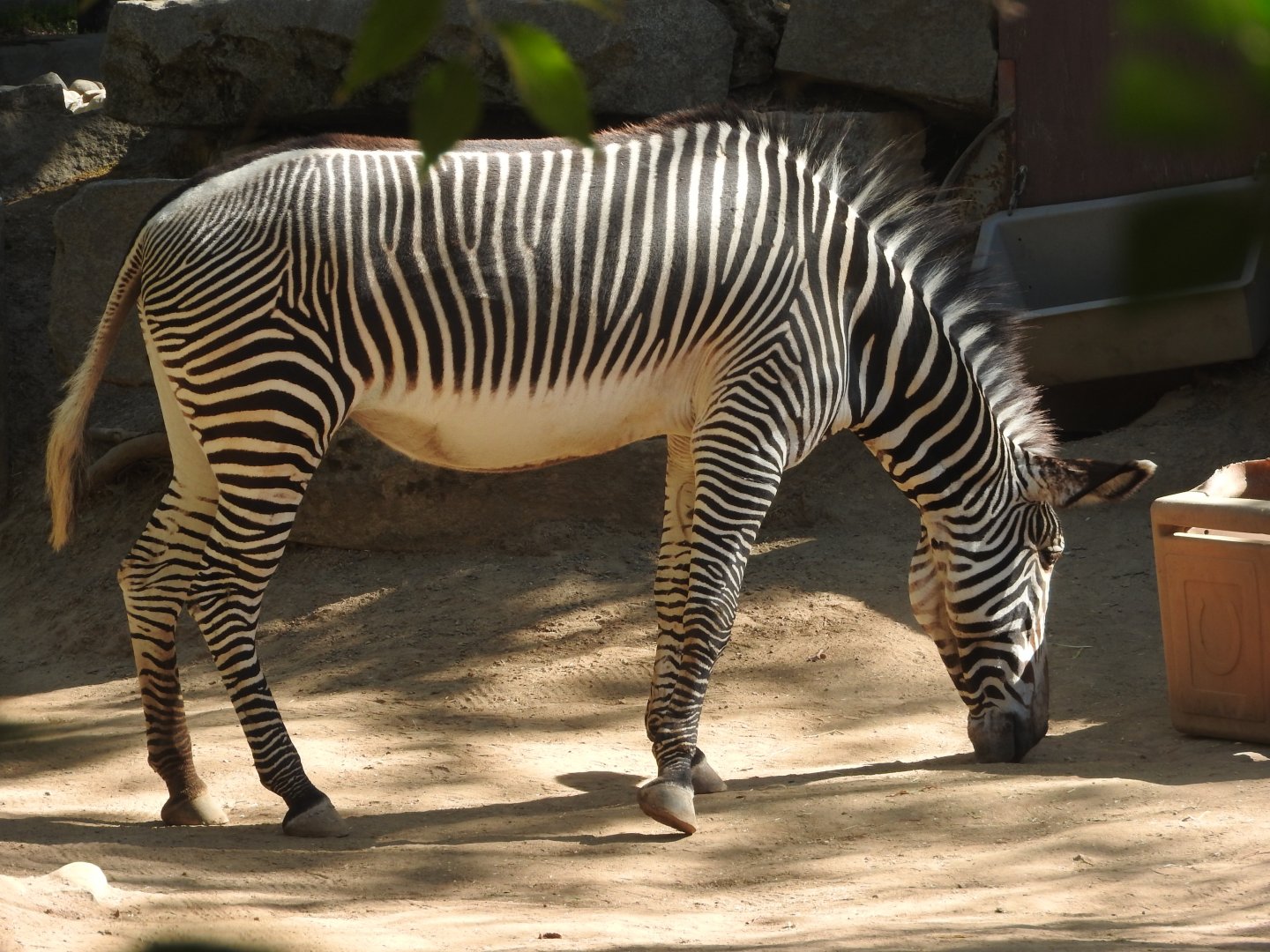 Grevy's Zebra