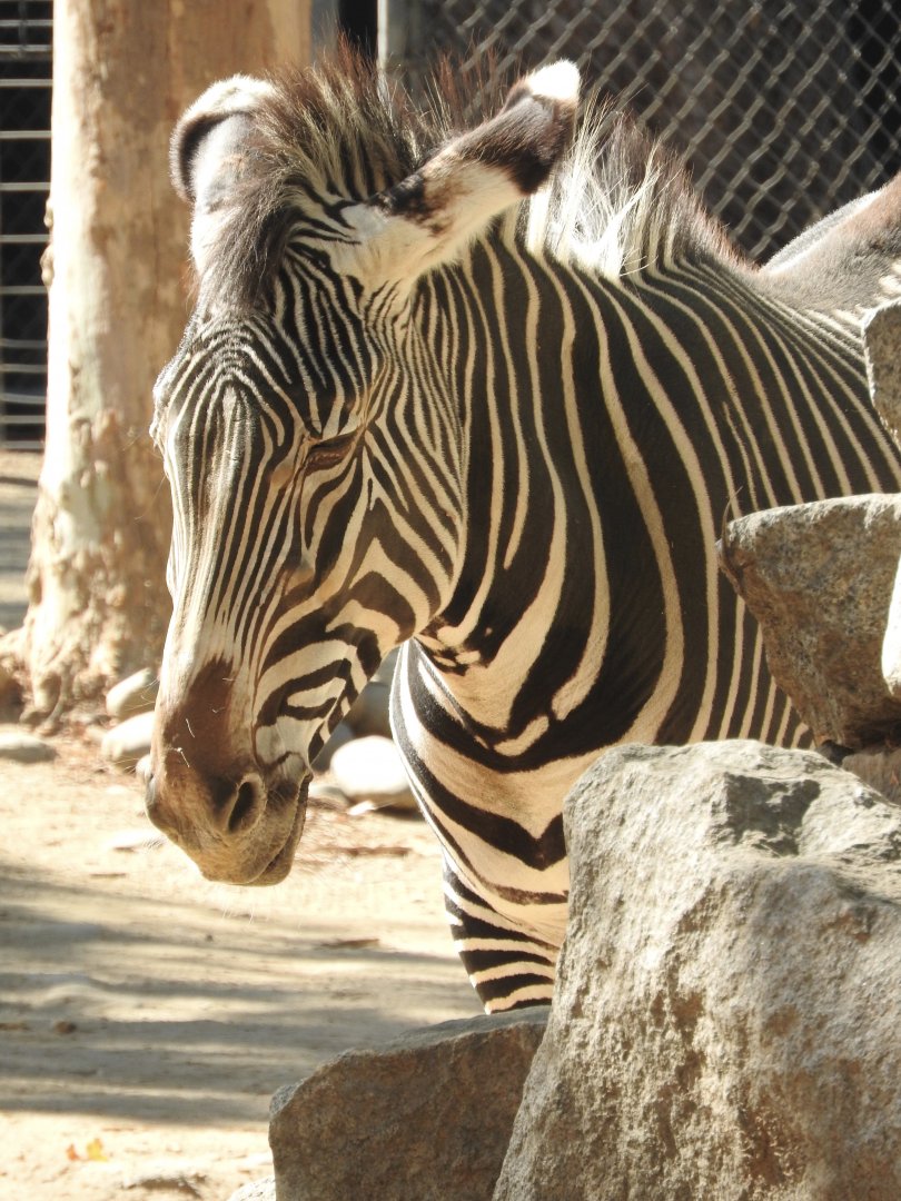 Grevy's Zebra