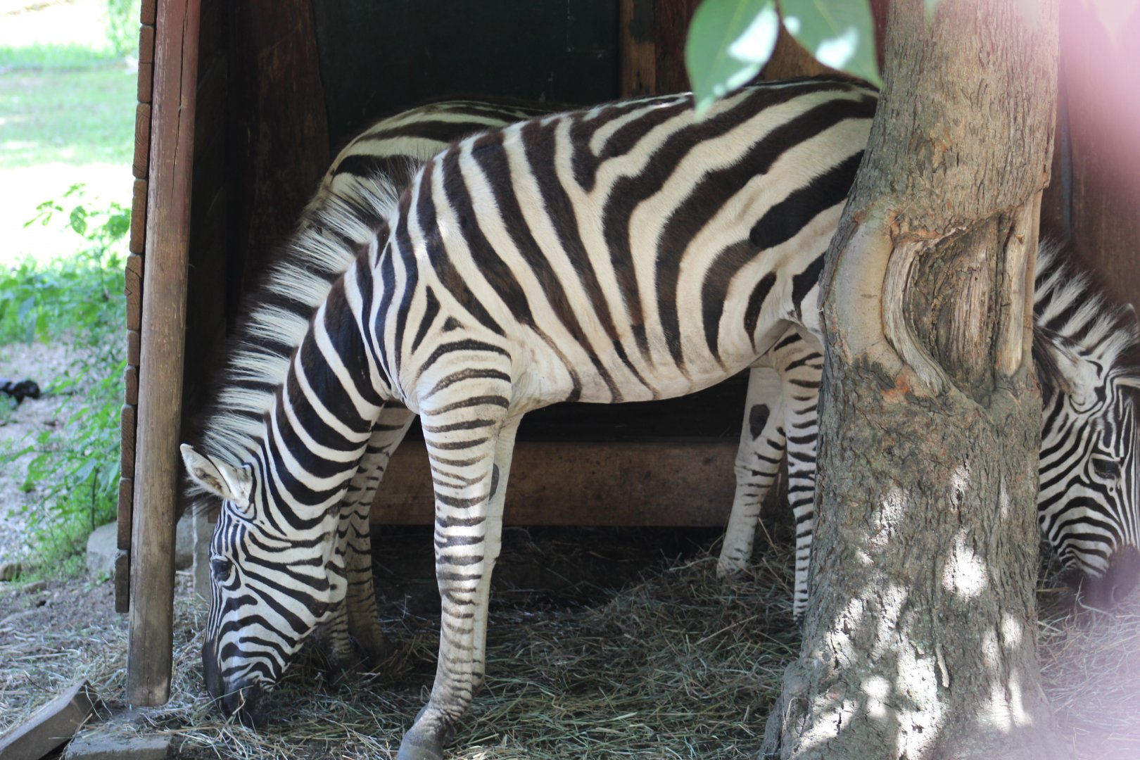 "Grevy's Zebra"