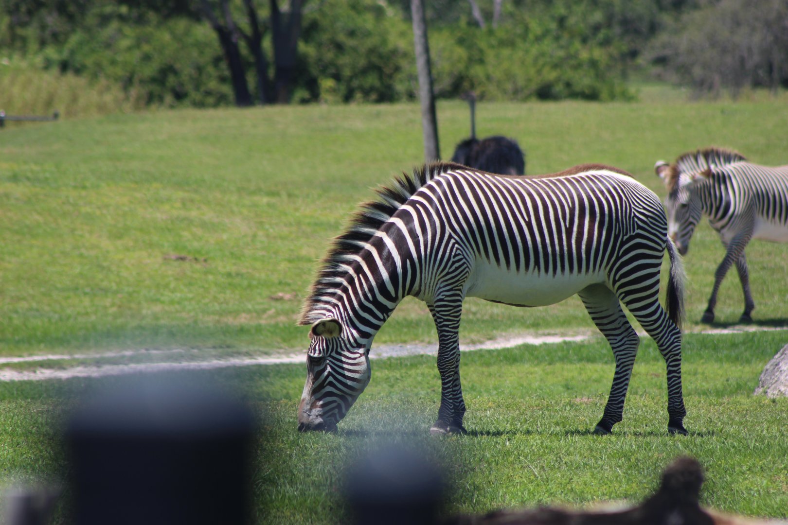 Grevy's Zebra