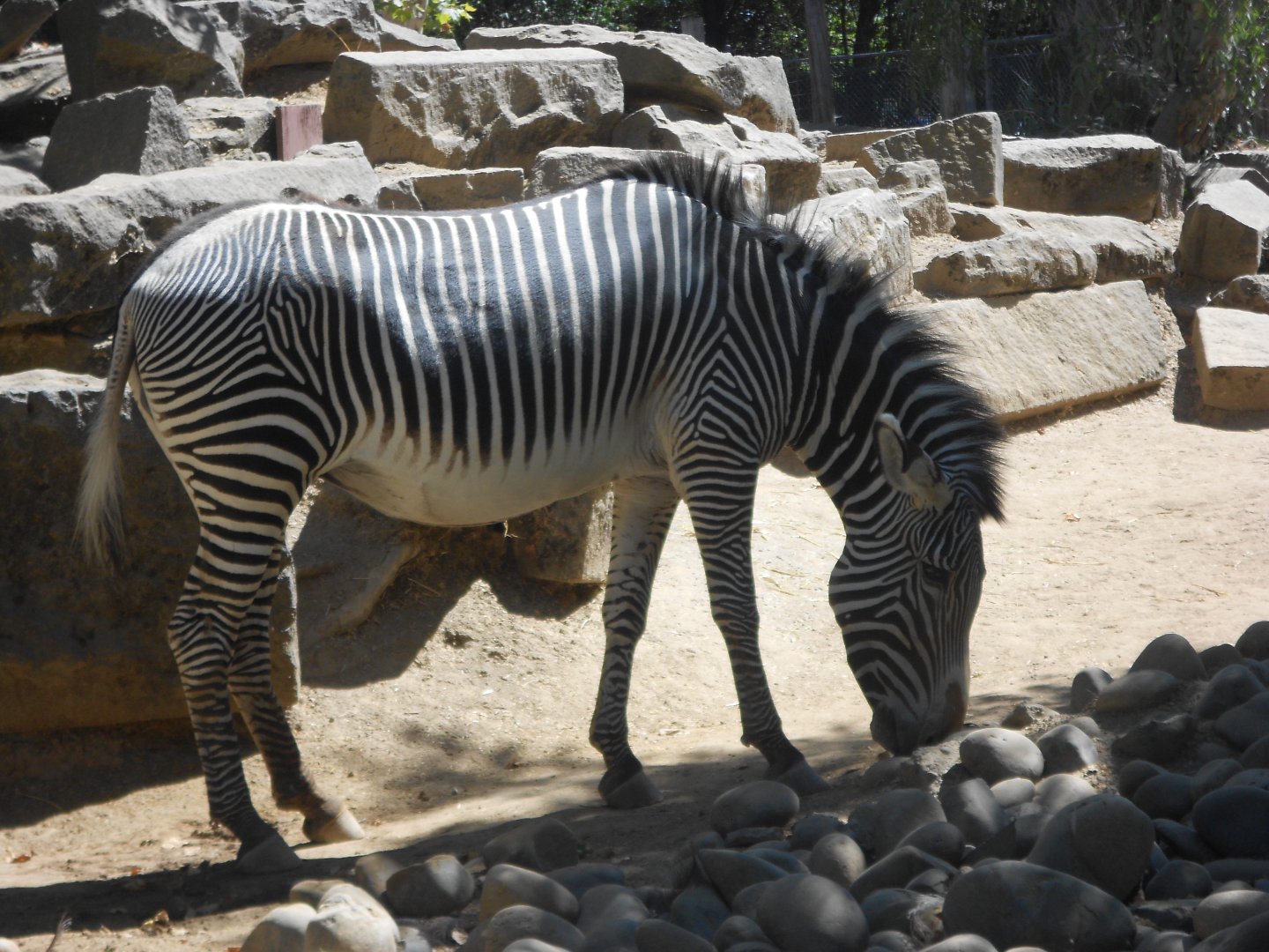 Grévy's zebra