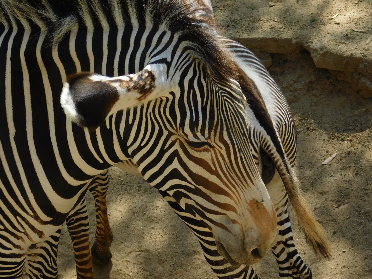 Grevy’s Zebra