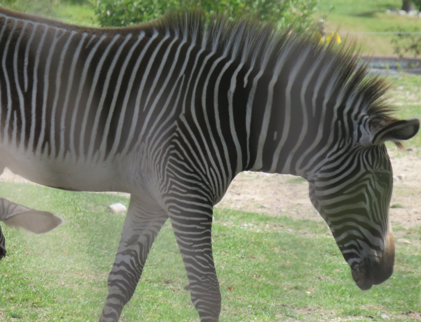 Grevy's zebra