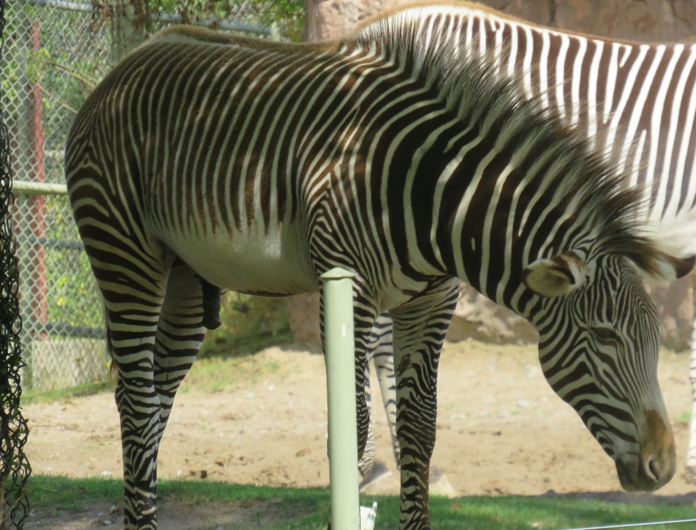 Grevy's zebra