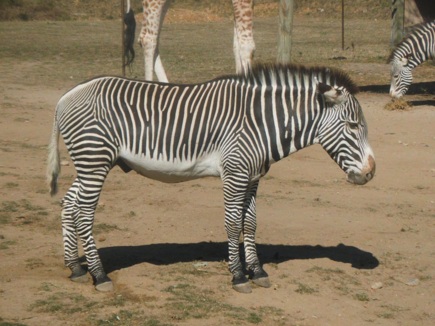 Grevy's Zebra