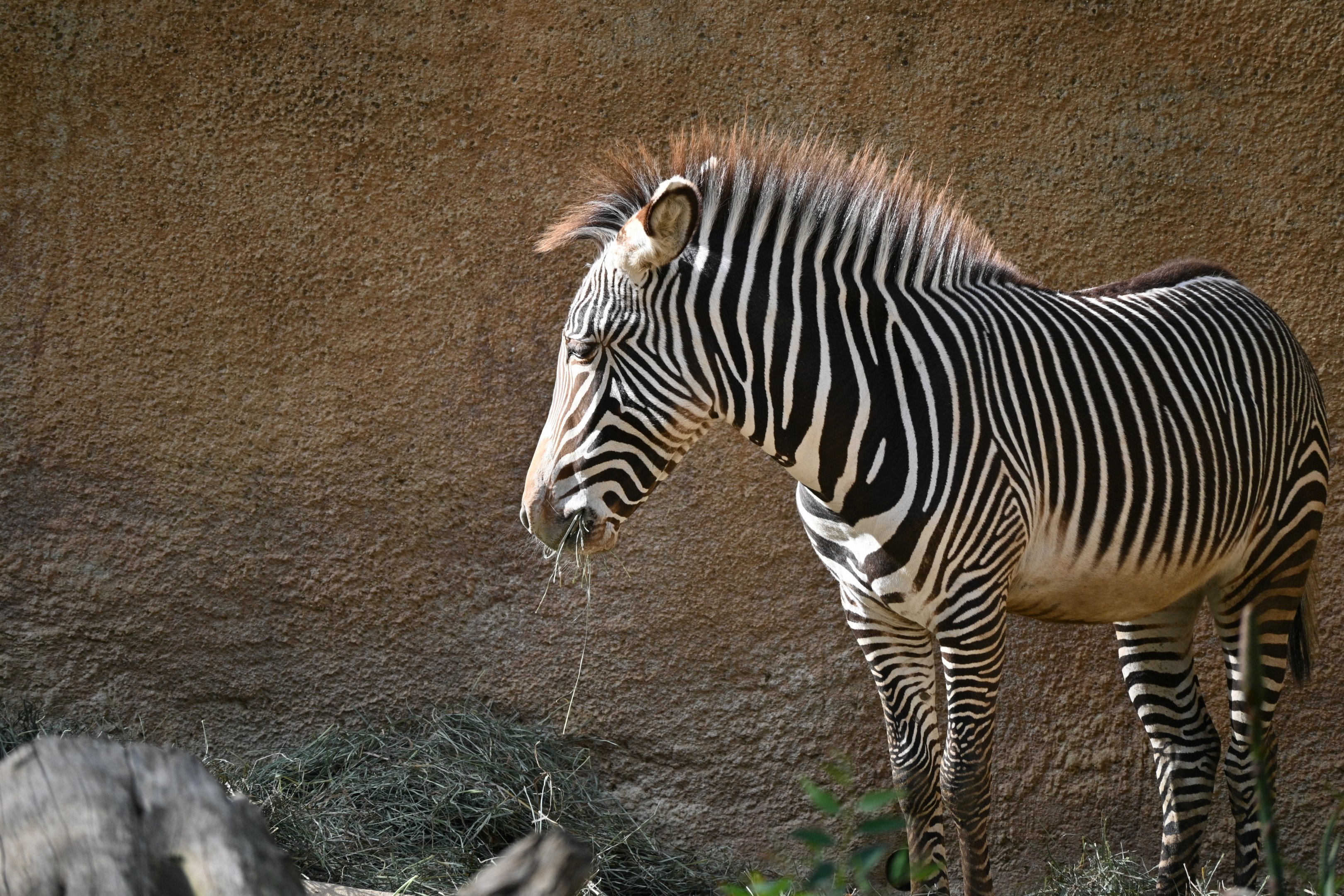 Grevy’s Zebra