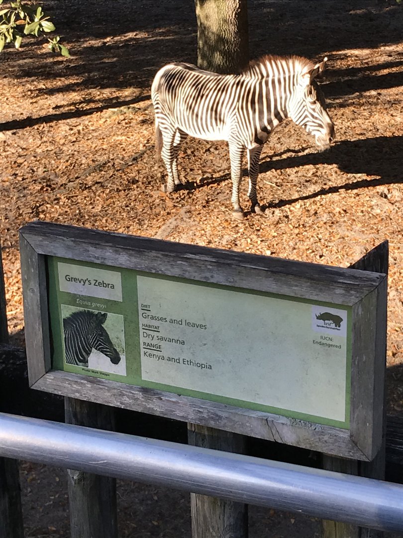Grevy’s zebra