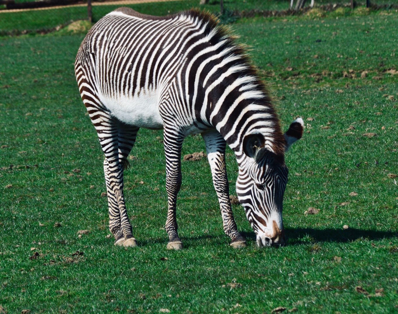 Grevy's Zebra