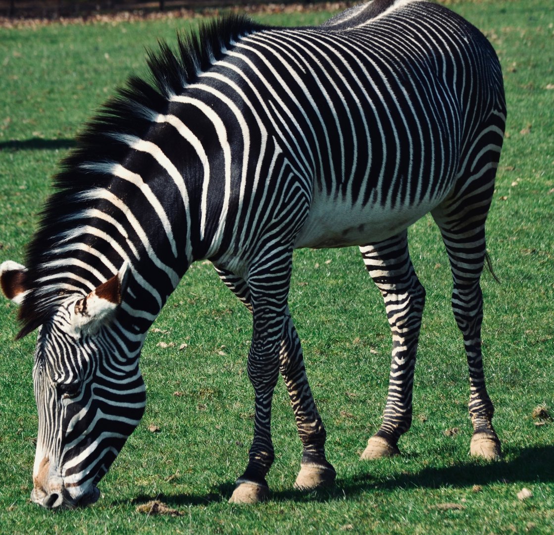 Grevy's Zebra