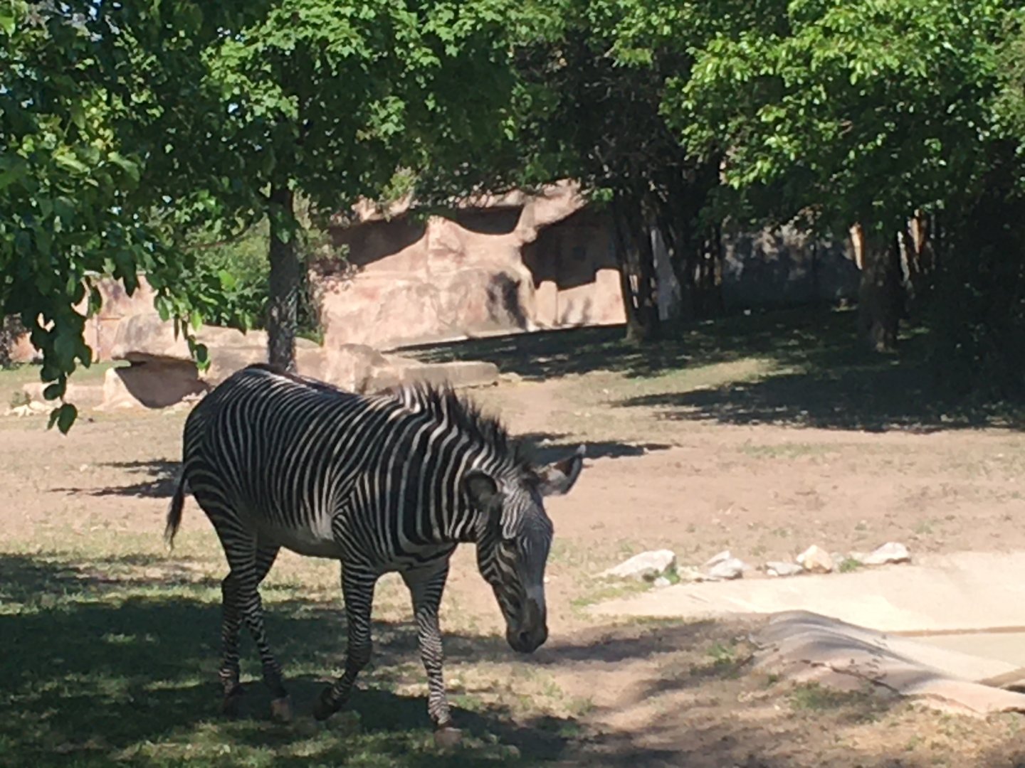 Grevy’s Zebra