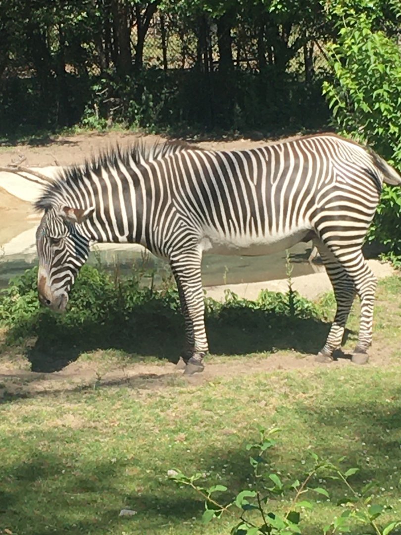 Grevy’s Zebra