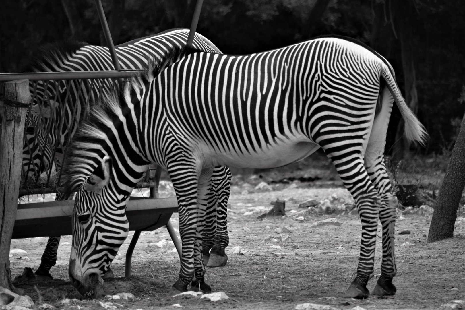 Grevy's Zebra
