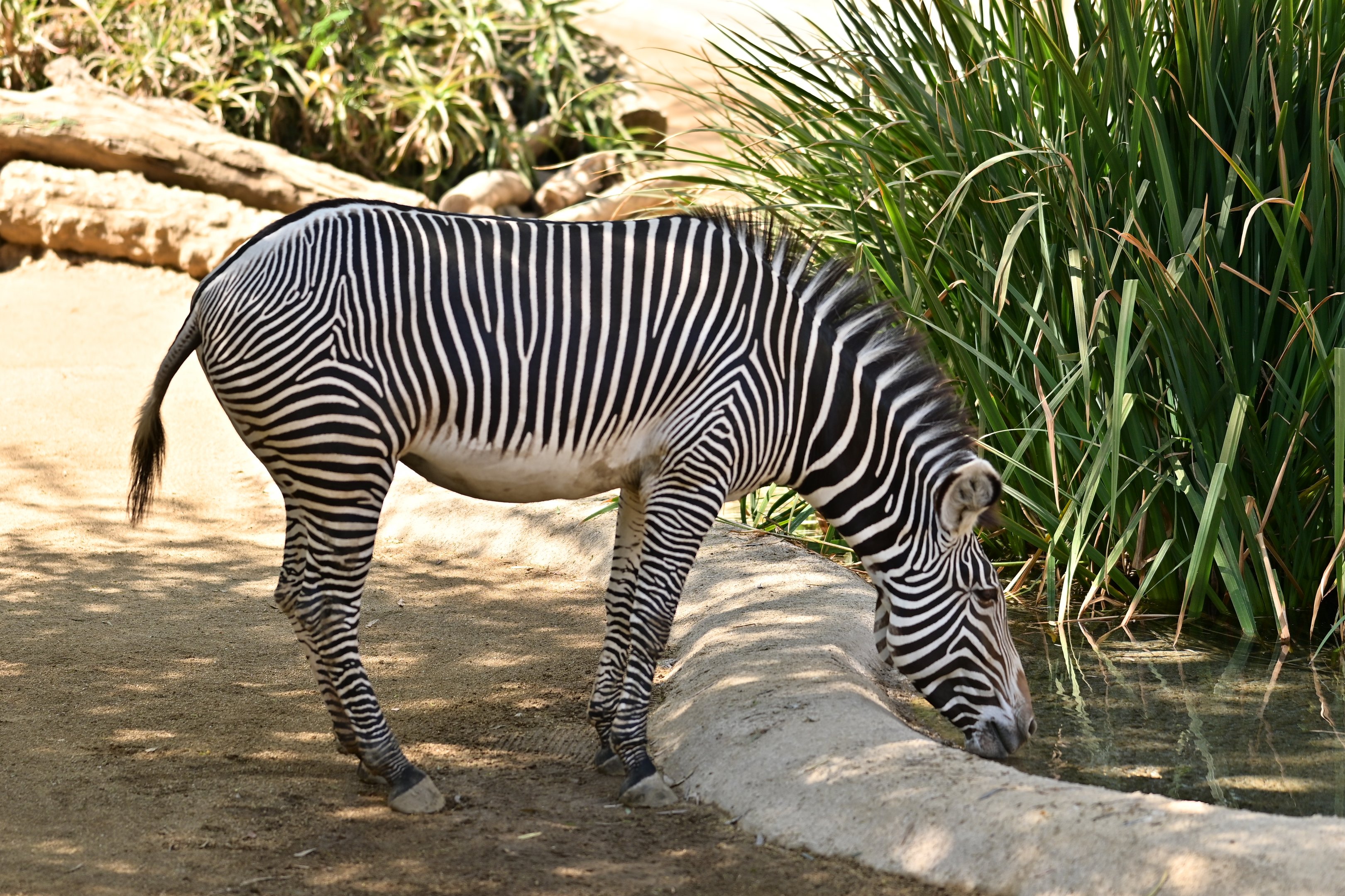 Grevy’s Zebra