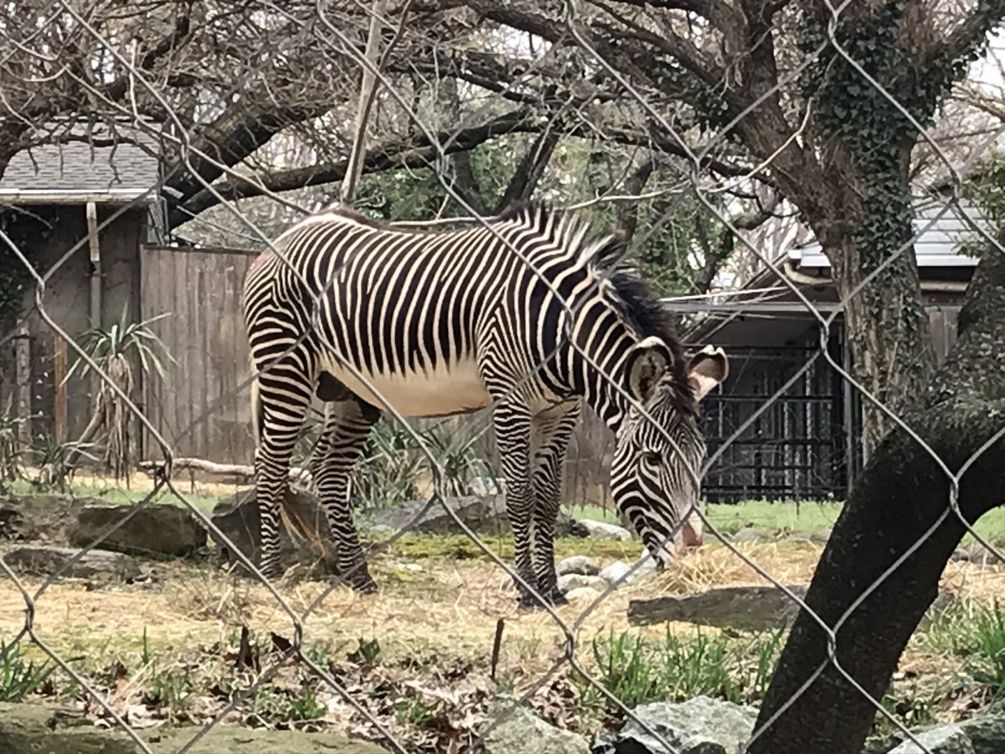 Grevy's Zebra