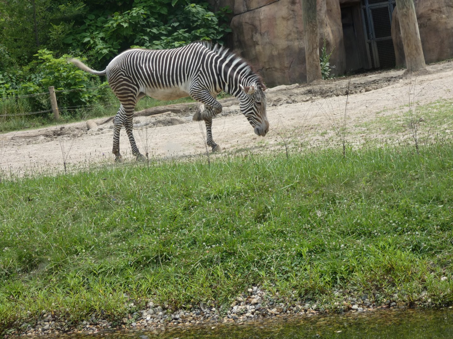 Grevy's Zebra