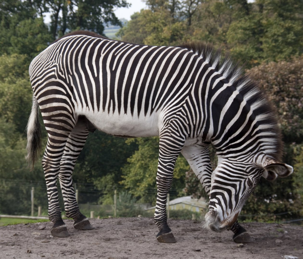 Grevy's Zebra