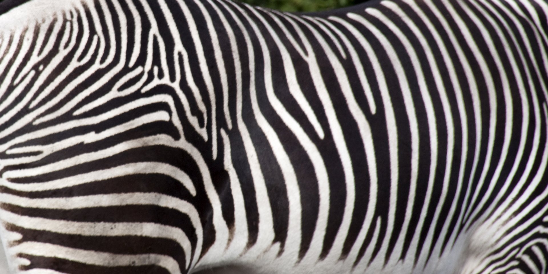 Grevy's Zebra