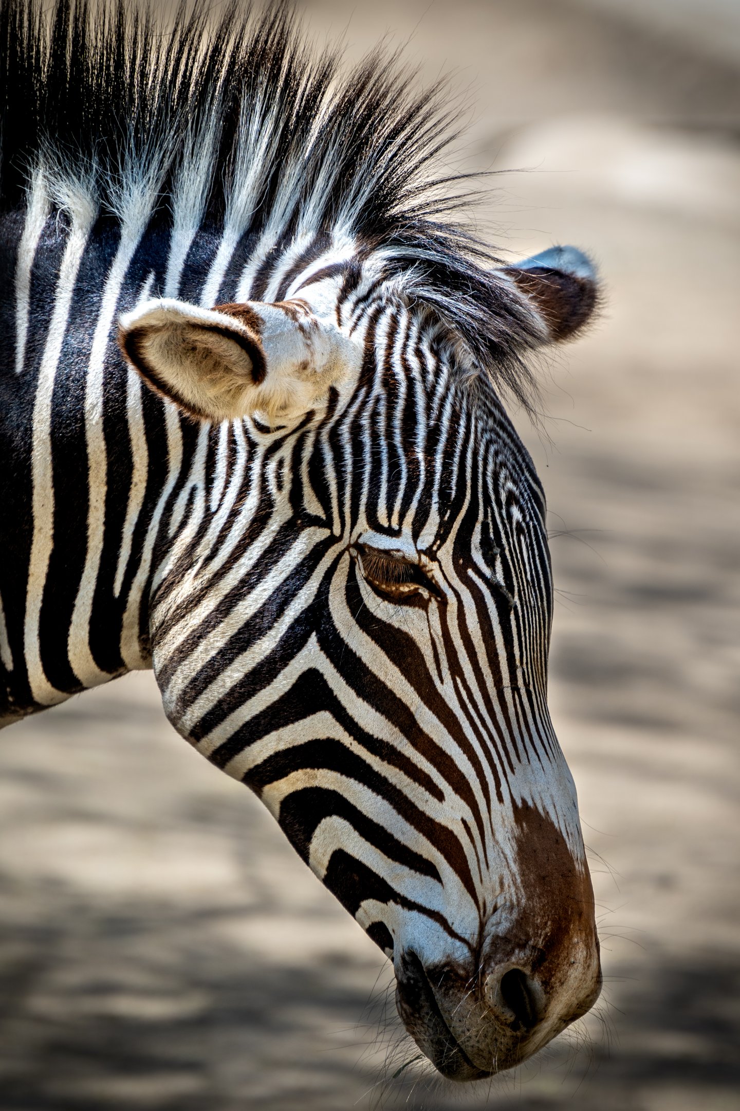 Grevy’s Zebra