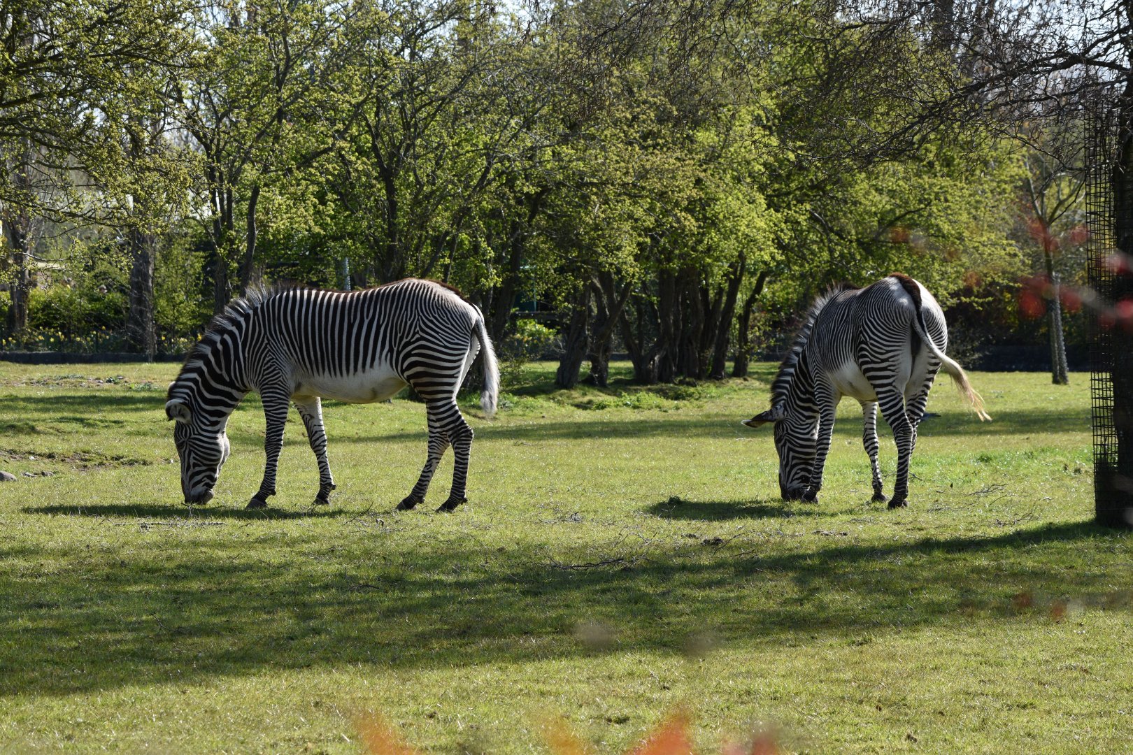 Grevy's Zebra