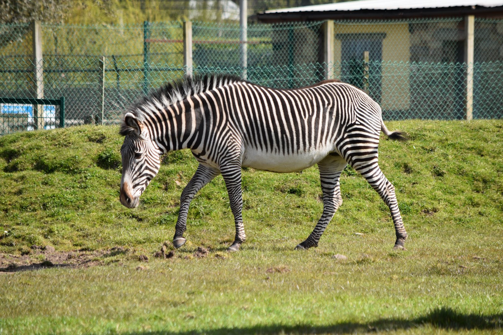 Grevy's Zebra