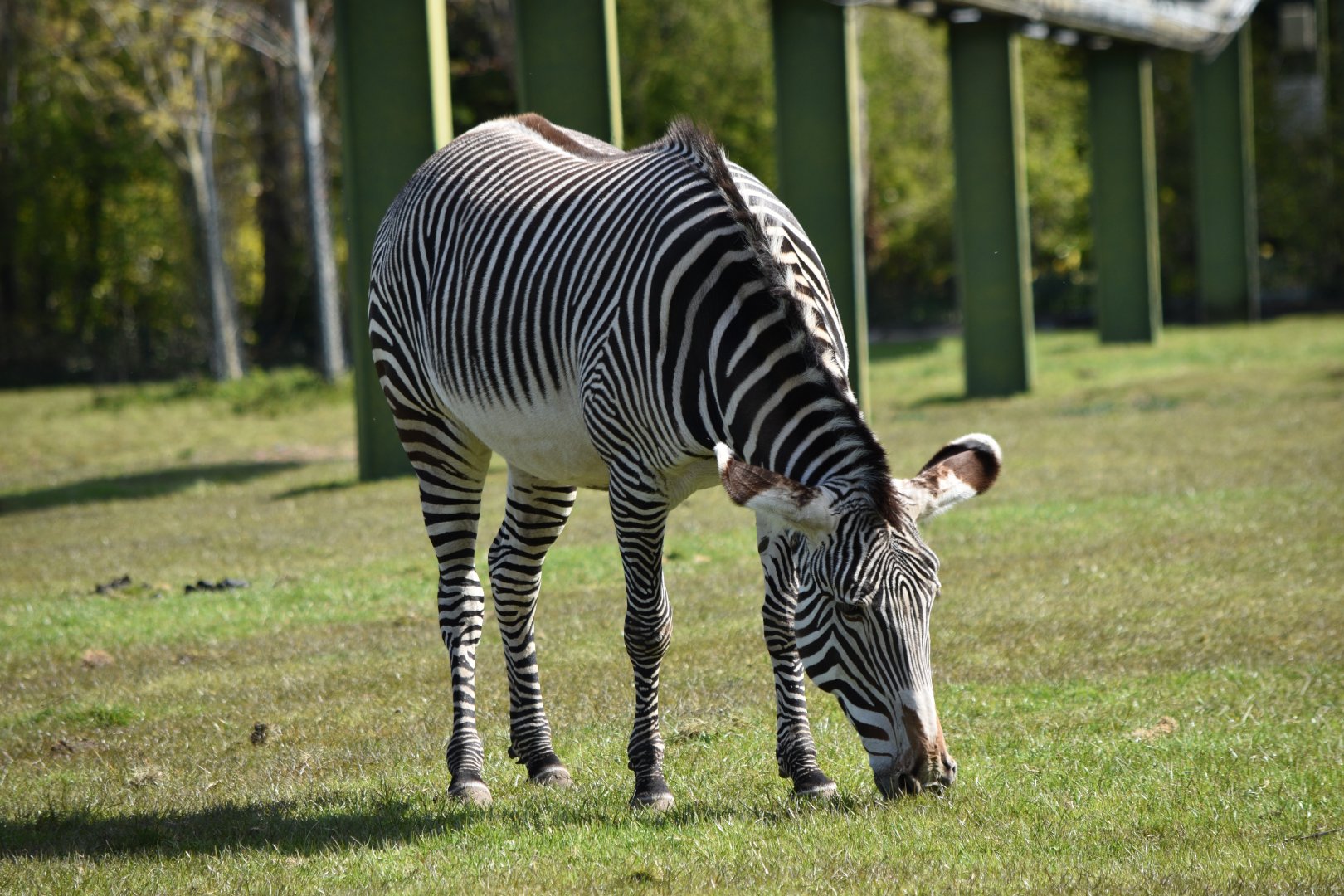Grevy's Zebra