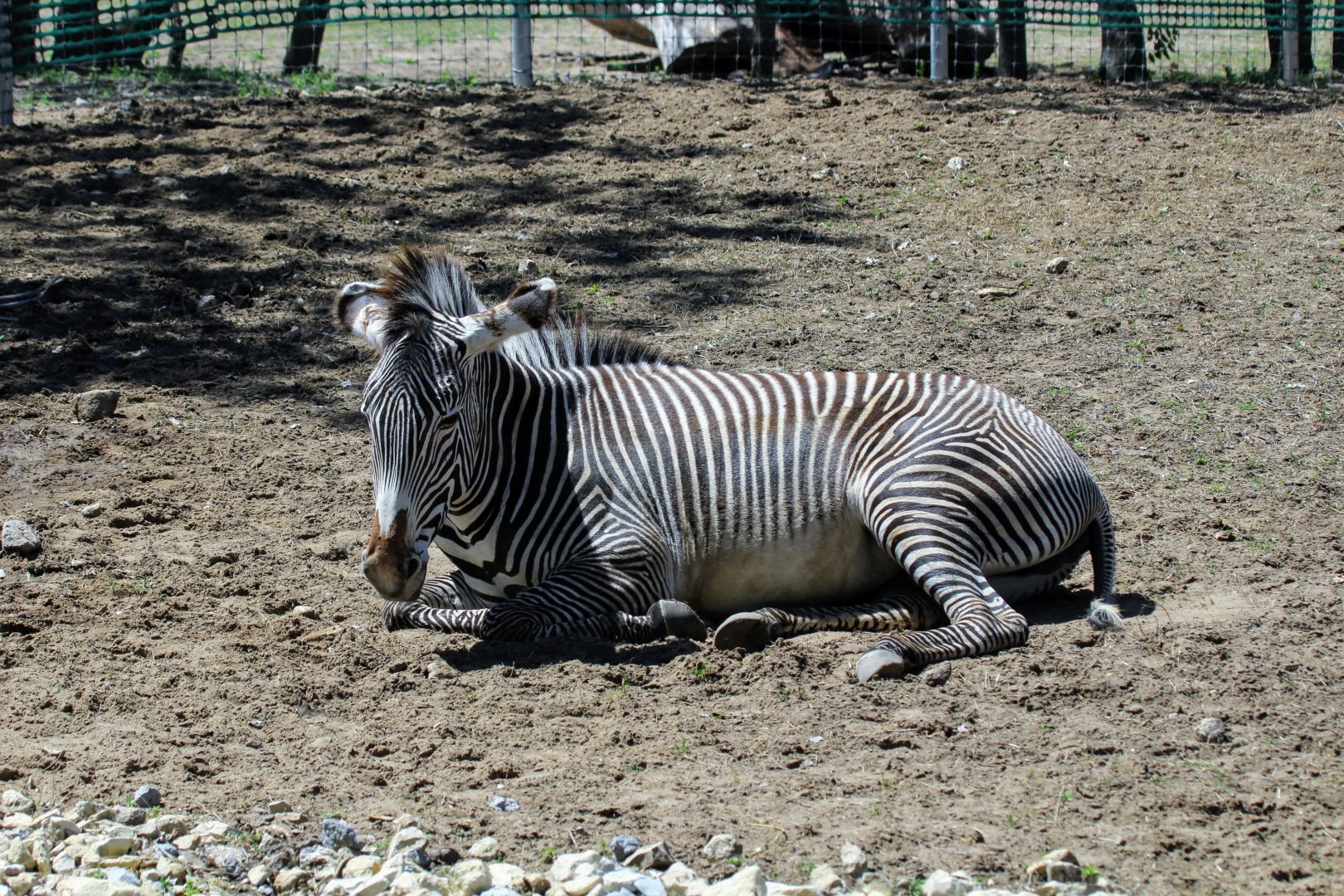 Grevy's Zebra