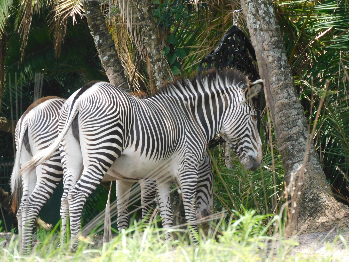 Grevys zebra