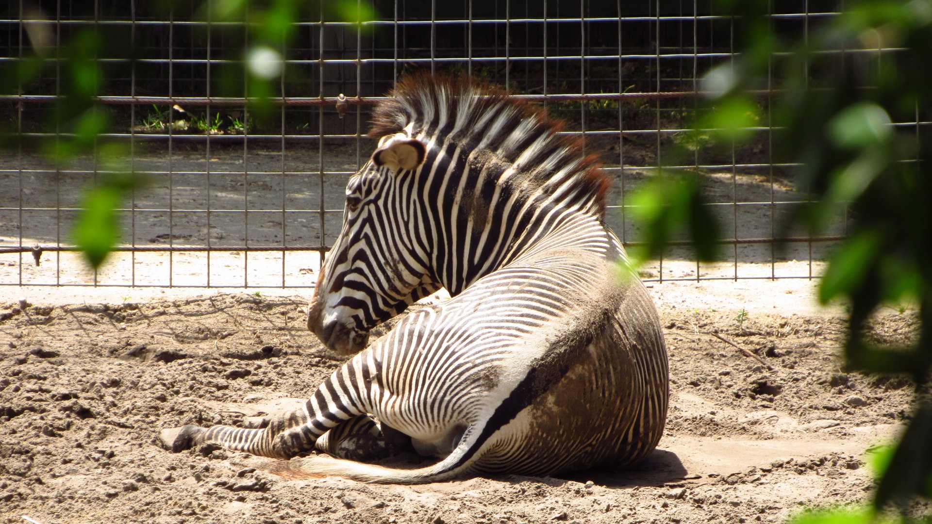 Grevy's Zebra