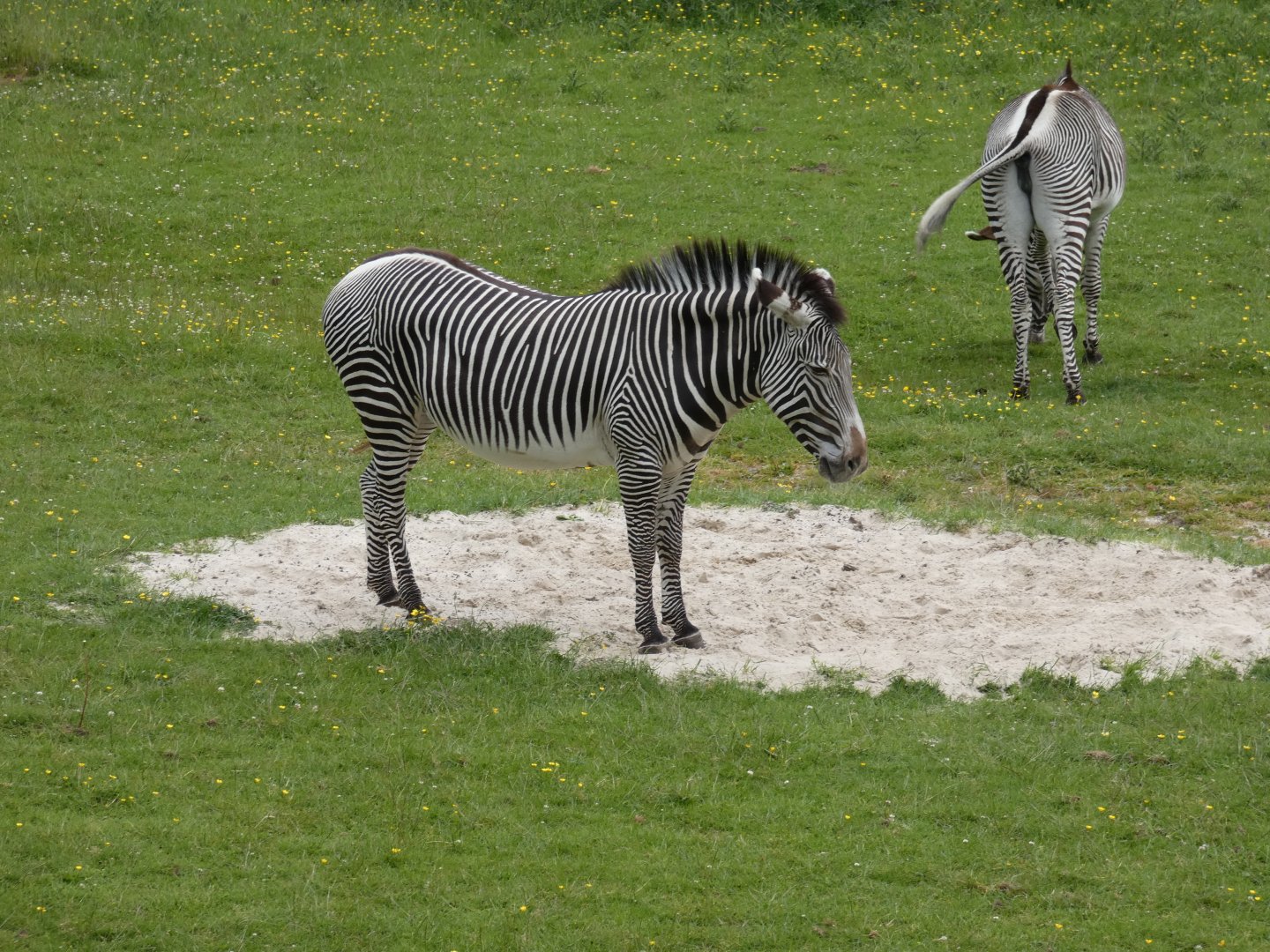 Grevy's zebra