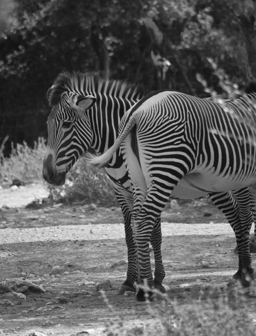 Grevy's zebra