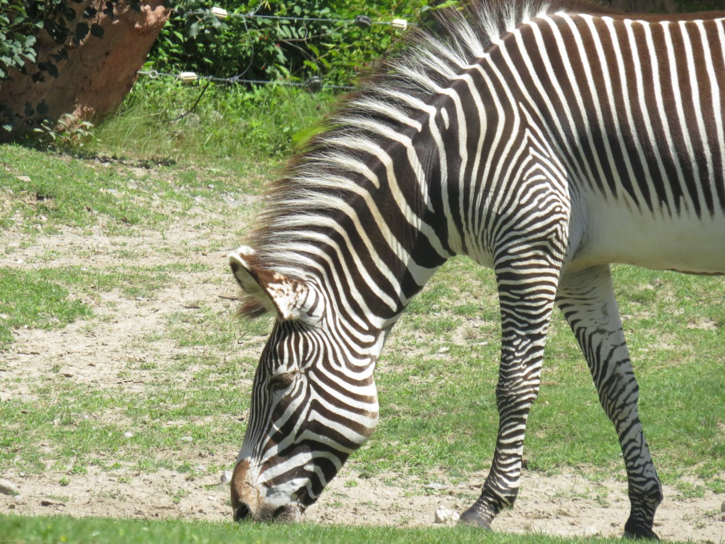 Grevy's zebra