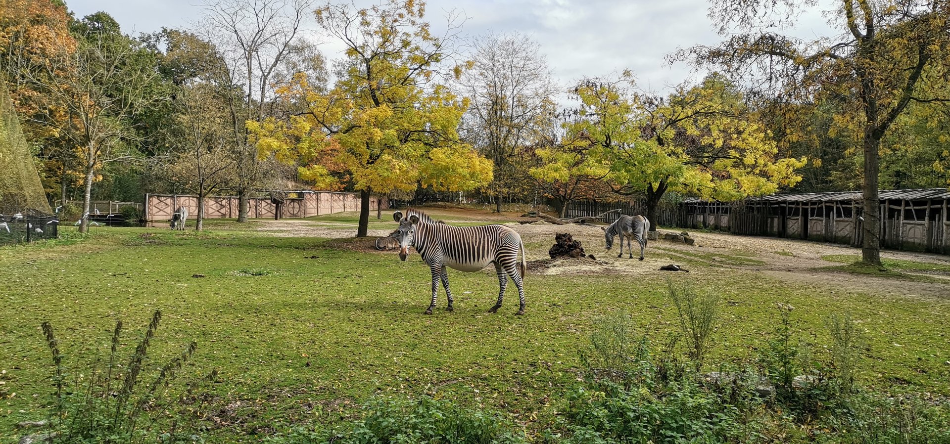 Grevy's zebra