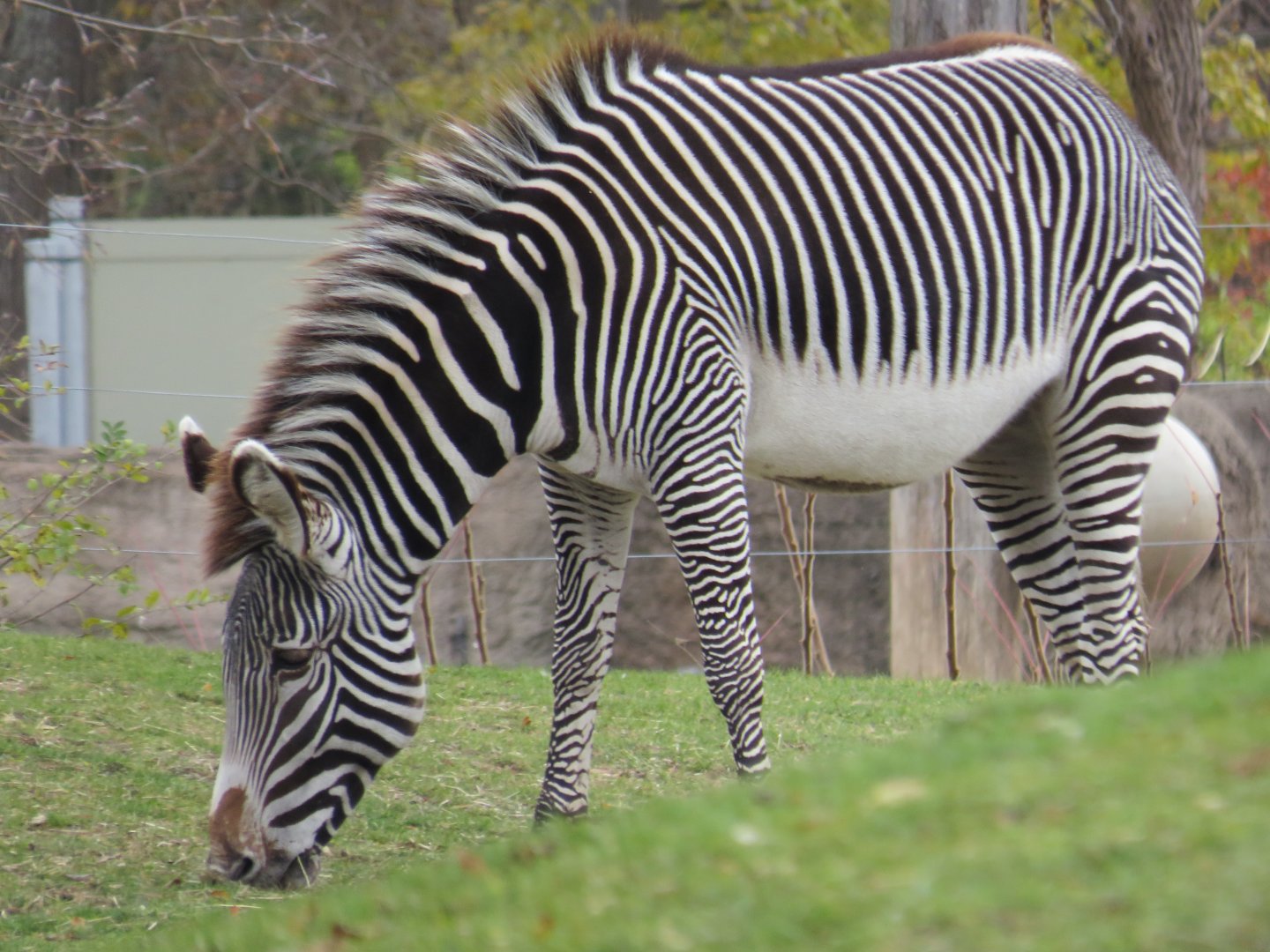 Grevy's zebra