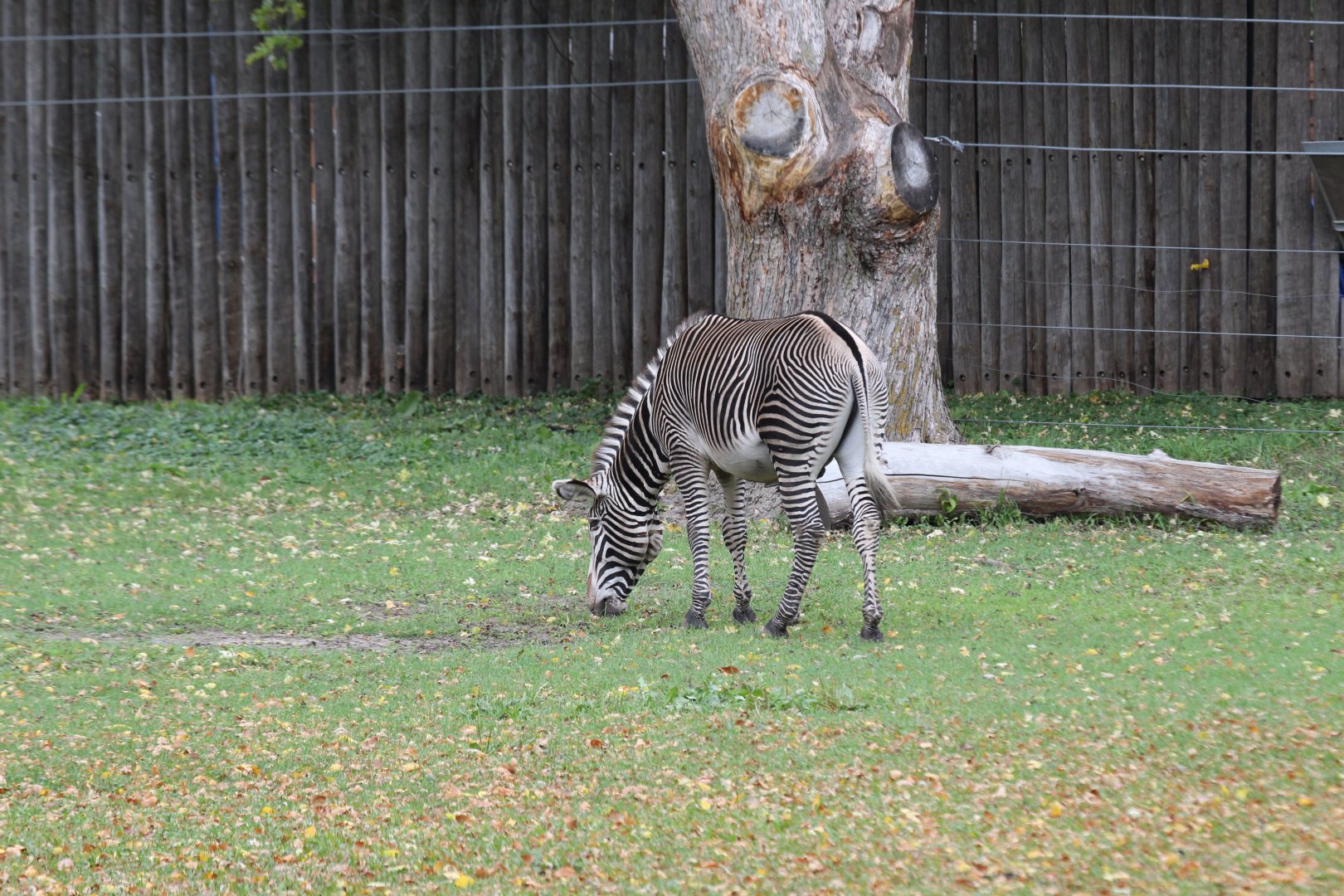 Grevy's Zebra