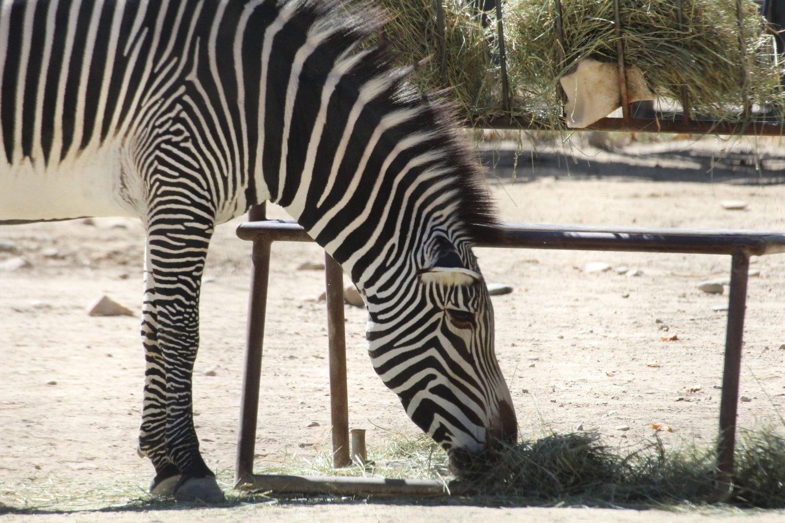 Grevy's Zebra