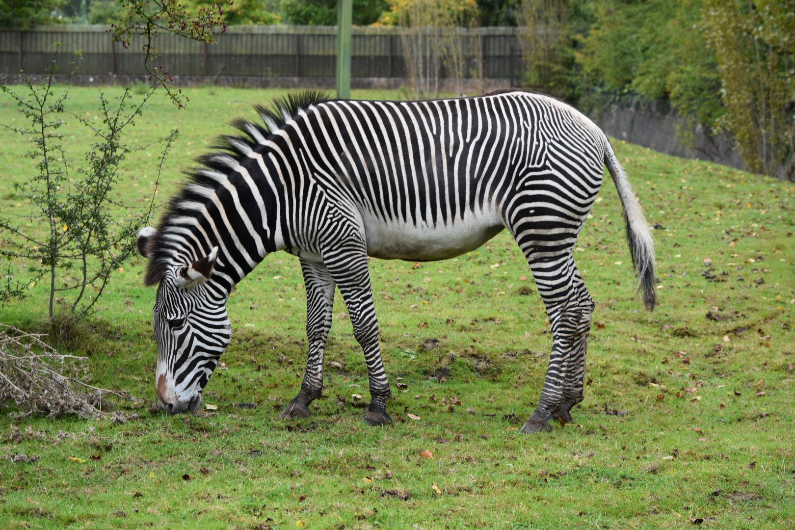 Grevy's Zebra