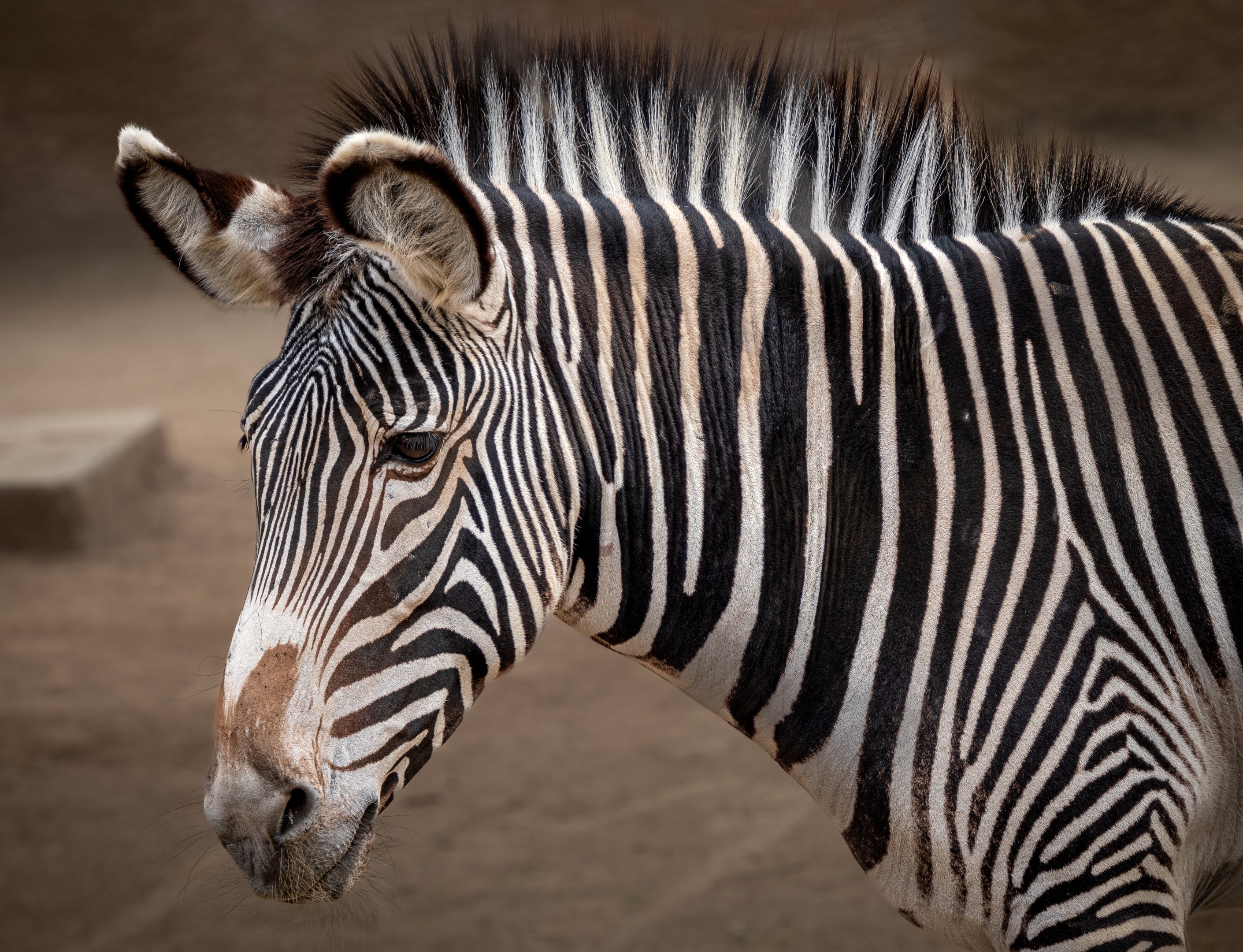 Grevy’s Zebra