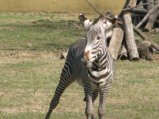 Grevy's zebra