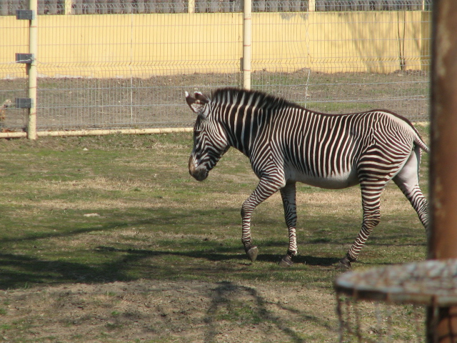 Grevy's zebra