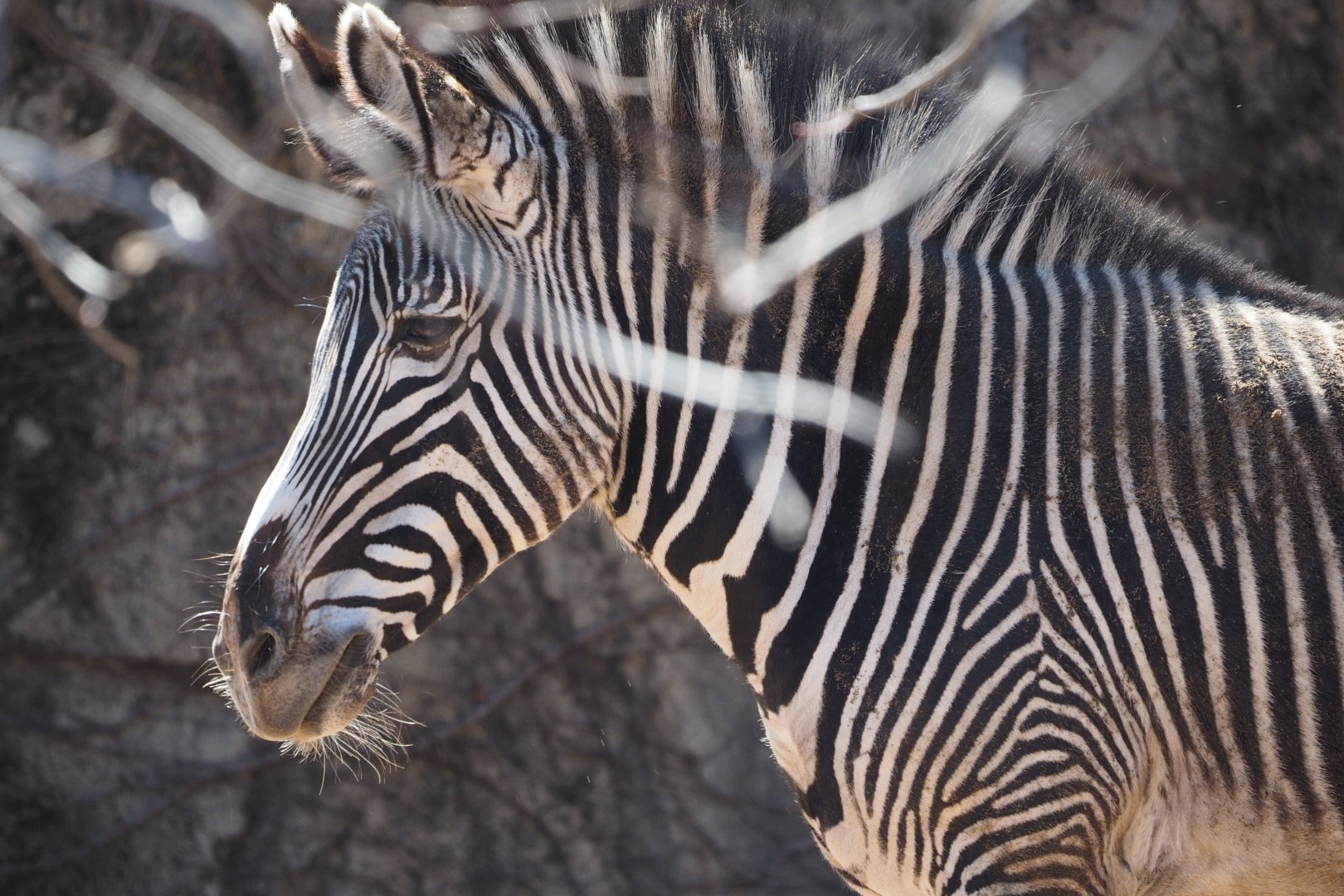 Grevy's zebra