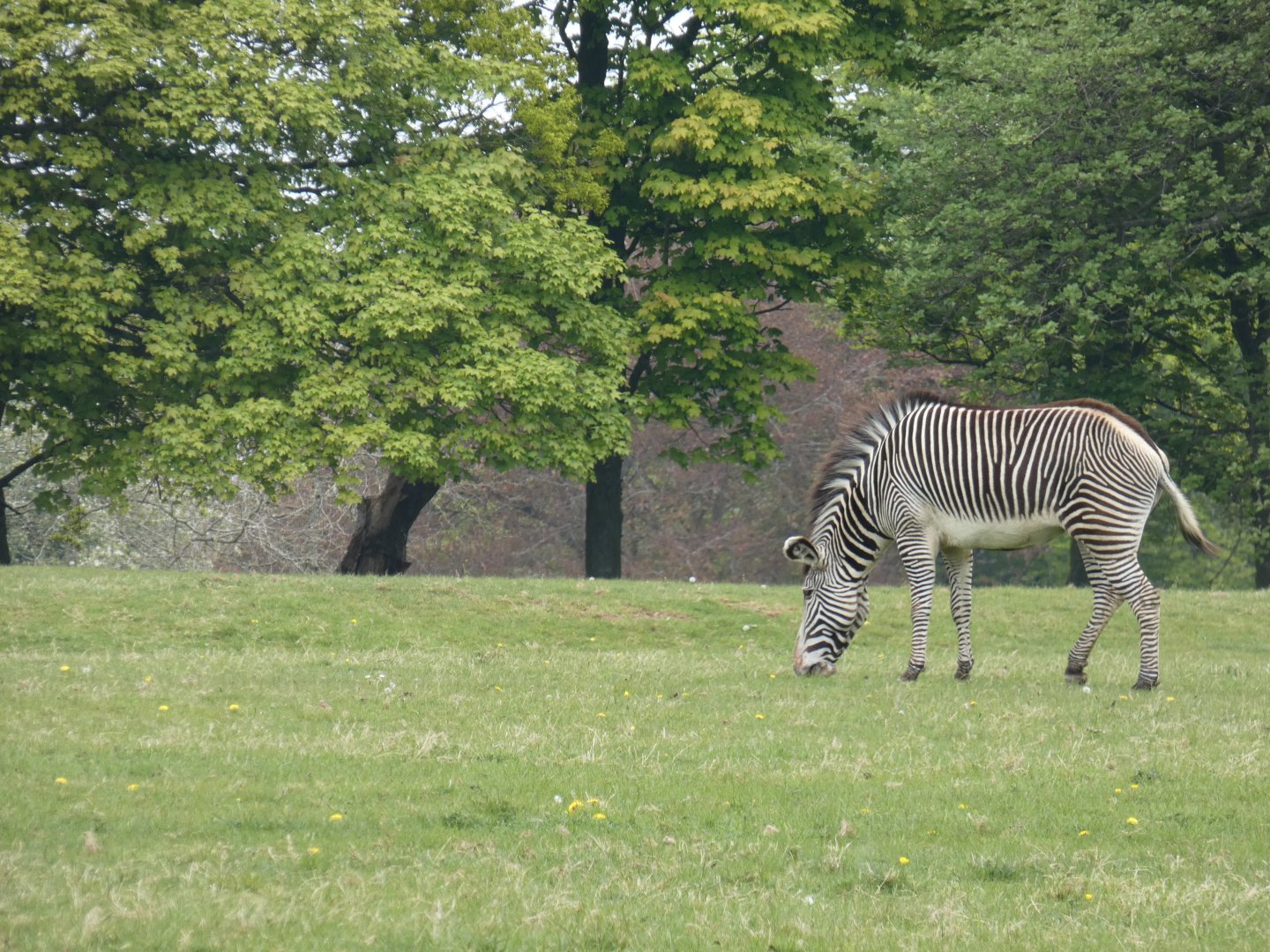 Grevy's zebra