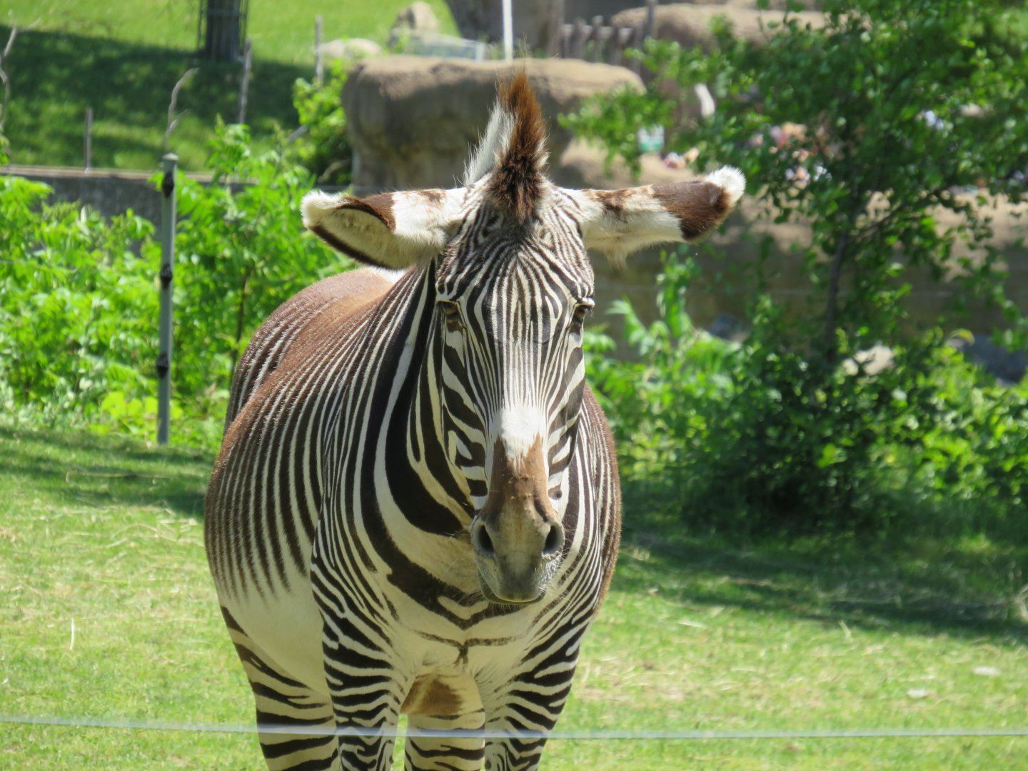 Grevy's zebra