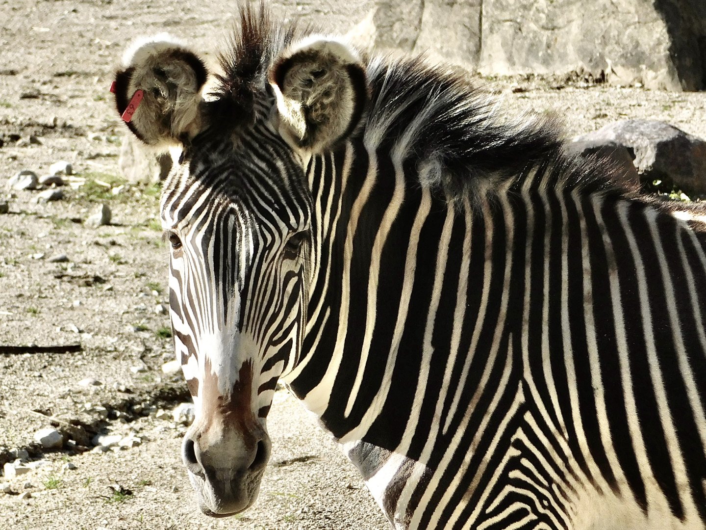 Grevy’s Zebra